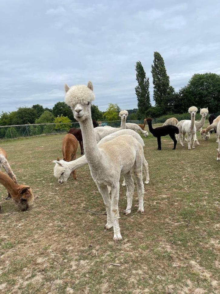 Lieve alpaca merrie – uitstekende moeder, prachtige wol, Dieren en Toebehoren, Overige Dieren, Vrouwelijk