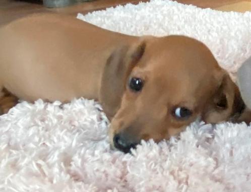 teckel pups,reutje,dwerg,TIELT-WINGE, Dieren en Toebehoren, Honden | Teckels en Dashonden, Reu, Korthaar, Dwerg, Fokker | Professioneel
