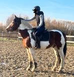Prachtige lieve E pony ruin - Klinisch&RX goedgek., Dieren en Toebehoren, Pony's, Ruin, Zadelmak