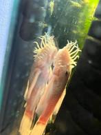 Wite. twee paar Algeneter, Dieren en Toebehoren, Vissen | Aquariumvissen