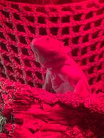 Tamme Baardagaam, Dieren en Toebehoren, Overige soorten, Met terrarium, 0 tot 2 jaar