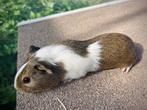 Cavia beer, Dieren en Toebehoren, Knaagdieren, Cavia, Mannelijk, Tam, Oktober