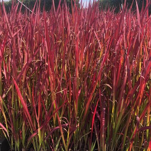 Japans bloedgras, Tuin en Terras, Planten | Tuinplanten, Ophalen of Verzenden