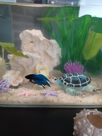 Petit aquarium  pour betta et autres