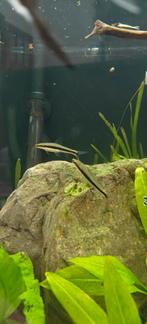 Siamese algeneter, Dieren en Toebehoren