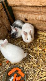 jonge dwergkonijntjes