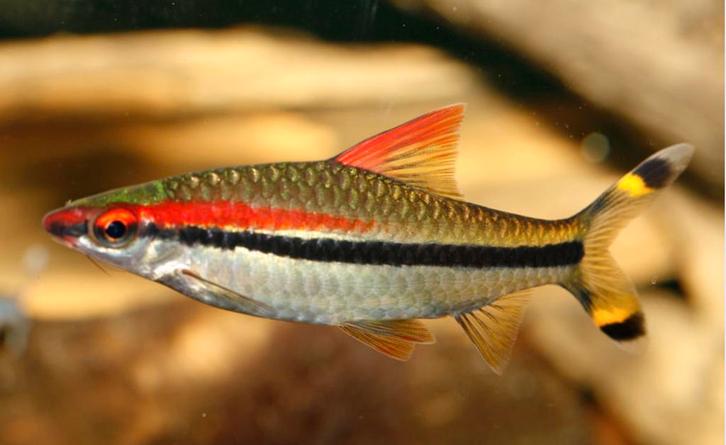 Vuur Torpedo Barbeel aquariumvis, Dieren en Toebehoren, Vissen | Aquariumvissen, Zoetwatervis, Vis, Schoolvis