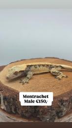 1.0 RTB Extreme Harlequin wimpergekko man, Dieren en Toebehoren, Hagedis, 3 tot 6 jaar