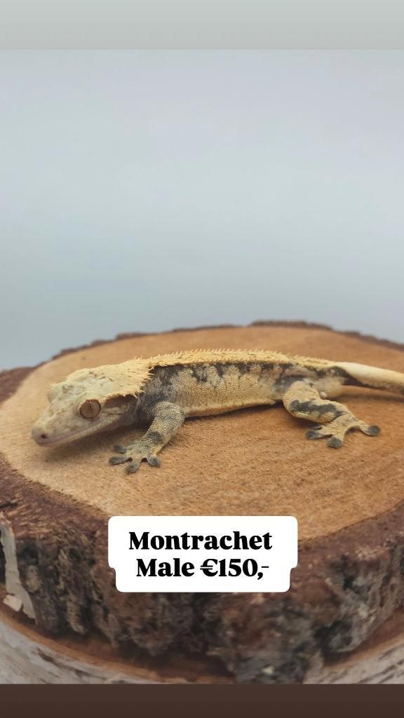 1.0 RTB Extreme Harlequin wimpergekko man, Animaux & Accessoires, Reptiles & Amphibiens, Lézard, 3 à 6 ans