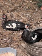 barbarie eenden, Dieren en Toebehoren