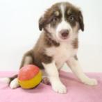 Border Collie - Belgisch pups te koop, Dieren en Toebehoren, Honden | Herdershonden en Veedrijvers, CDV (hondenziekte), Meerdere