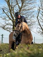 8 jarige Cruzado merrie, Dieren en Toebehoren, Merrie