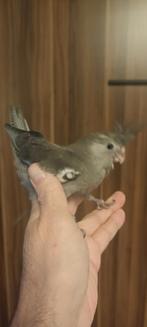 Valkparkietenbaby's van 1 maand oud getemd, Dieren en Toebehoren, Vogels | Parkieten en Papegaaien