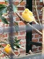 Gele kanarie ‘s van dit jaar, Dieren en Toebehoren, Vogels | Kanaries, Meerdere dieren, Zangkanarie