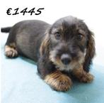 Teckel (ruwhaar) pups te koop, Dieren en Toebehoren, Honden | Teckels en Dashonden, 15 weken tot 1 jaar, Handelaar, Buitenland