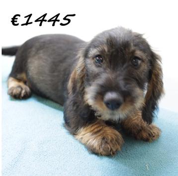 Teckel (ruwhaar) pups te koop beschikbaar voor biedingen