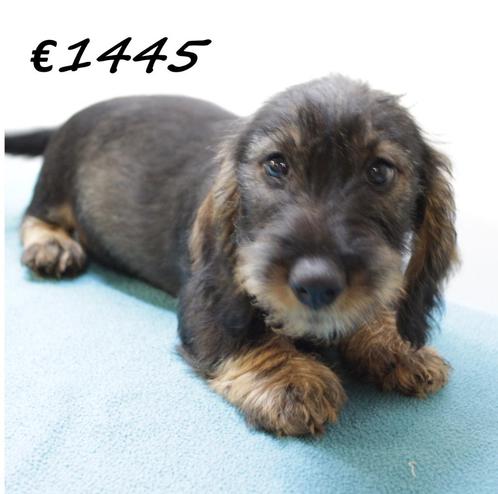 Teckel (ruwhaar) pups te koop, Dieren en Toebehoren, Honden | Teckels en Dashonden, Meerdere dieren, Ruwhaar, Handelaar, Meerdere