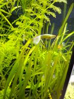 Koppel 24K gold guppen, Dieren en Toebehoren, Vissen | Aquariumvissen