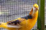 Fazanten, Dieren en Toebehoren, Meerdere dieren, Overige soorten
