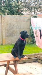 cane Corso pup 5 maand, Animaux & Accessoires, Chiens | Sans pedigree, Grand, Particulier, Un chien, Belgique