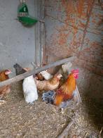Foktoom wyandotte, Meerdere dieren, Kip