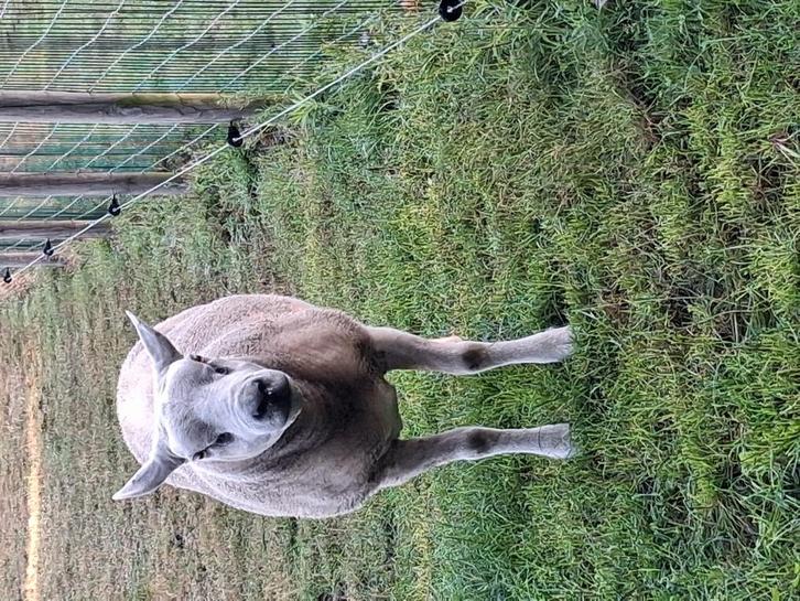 Engelse texel bok, Dieren en Toebehoren, Schapen, Geiten en Varkens