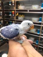 Violet baby dwergpapegaai, Dieren en Toebehoren