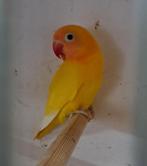 Personata gele zwartoog, laatste vogel, Dieren en Toebehoren, Vogels | Parkieten en Papegaaien, Mannelijk, Geringd