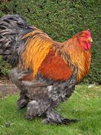 Brahma meerzomig blauwpatrijs haan, Dieren en Toebehoren, Pluimvee