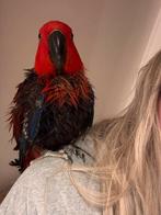 Edelpapegaai, Dieren en Toebehoren, Vogels | Parkieten en Papegaaien, Vrouwelijk, Papegaai