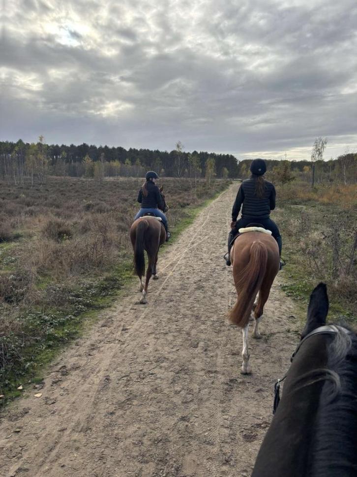 Training paarden, Dieren en Toebehoren, Paarden, Zadelmak