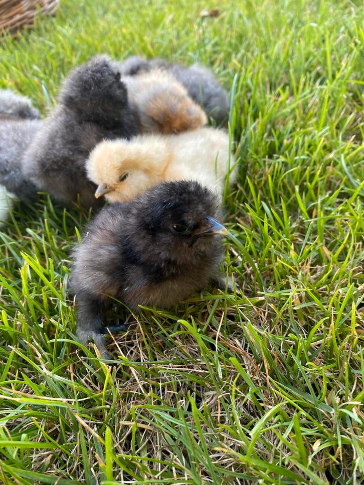 Kuikentjes USA Zijdehoen raszuiver VOLOP BESCHIKBAAR, Dieren en Toebehoren, Pluimvee, Kip, Geslacht onbekend