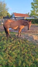 quarter horse, Dieren en Toebehoren, Minder dan 160 cm, Gechipt, Ruin, Zadelmak