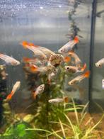 Guppy's vrouwtjes (Famingo), Vis, Zoetwatervis