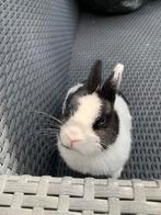 Gecastreerd kleurdwerg ram, Dieren en Toebehoren