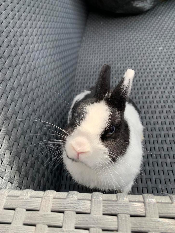 Gecastreerd kleurdwerg ram, Dieren en Toebehoren, Konijnen
