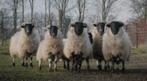 6 Schotse schapen, Dieren en Toebehoren, Schapen, Geiten en Varkens