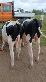Twee stieren te koop, Dieren en Toebehoren