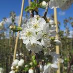 HALFSTAM KERSENBOMEN MET NU MASSA'S BLOESEMS AAN, IN POT 20€, Tuin en Terras, Kersenboom, Lente, Volle zon, 100 tot 250 cm