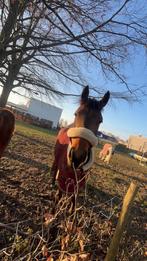 d pony talenent volle jonge springpony, Dieren en Toebehoren, Ophalen of Verzenden, Zo goed als nieuw