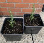 Rosmarinus Officinalis, Ophalen, Overige soorten