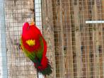 Lori des  moluque, Dieren en Toebehoren, Vogels | Parkieten en Papegaaien, Vrouwelijk, Geringd