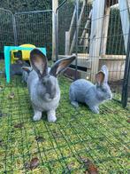 Vlaamse reuzen blauw raszuiver, Dieren en Toebehoren, Konijnen, Meerdere dieren, Groot, 0 tot 2 jaar