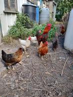 6 kippen en een haan, Dieren en Toebehoren
