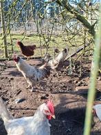 Jonge hanen, Dieren en Toebehoren, Pluimvee, Mannelijk, Kip