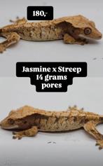 PV fantastische High White Tricolor wimpergekko, Lézard, Domestique, 0 à 2 ans