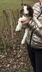 Boergeit bokjes - 2 stuks, Animaux & Accessoires, Moutons, Chèvres & Cochons, Mâle, Chèvre, 0 à 2 ans