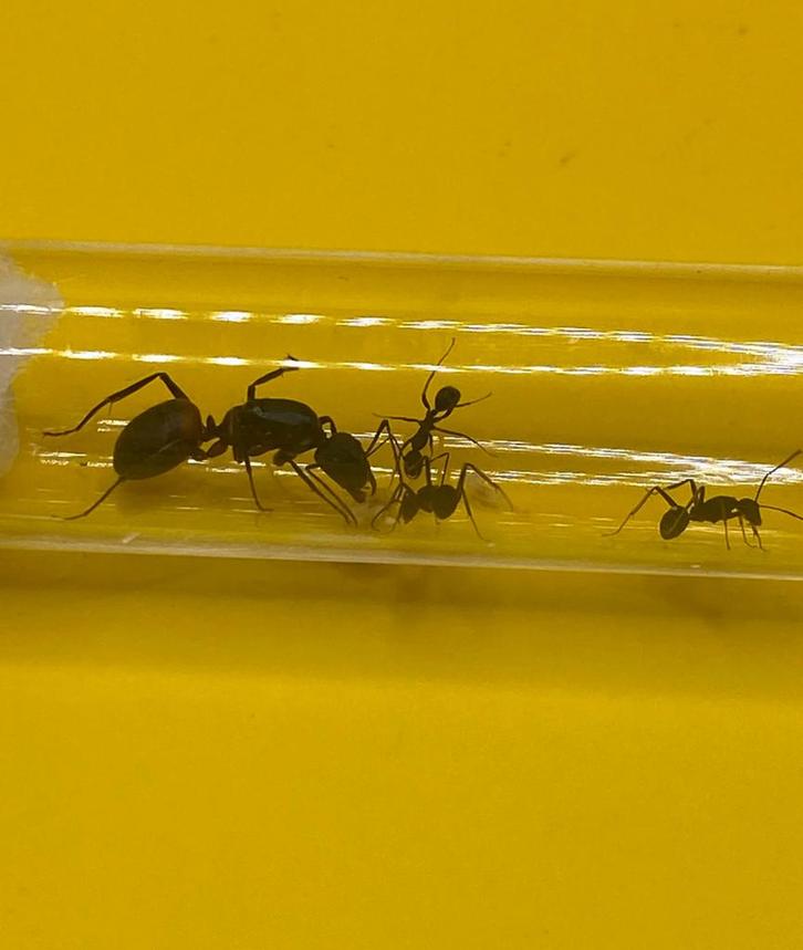 Camponotus Cruentatus koningin met 1-5 werksters, Dieren en Toebehoren, Insecten en Spinnen, Mieren