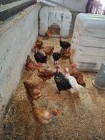 Naakthalskip jonge hanen, Dieren en Toebehoren, Pluimvee, Mannelijk, Kip