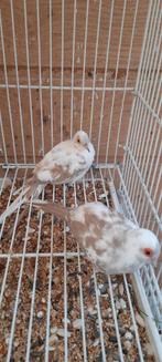 Diamantduifjes bont 2025, Dieren en Toebehoren